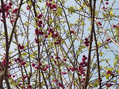 -神光山国家森林公园