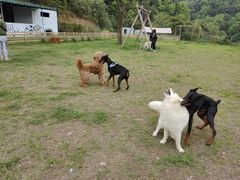 -趣多多宠物公园·宠物训犬学校·宠物寄养