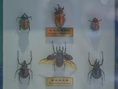 -上海昆虫博物馆