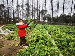 -前小桔亲子创意农场·草莓采摘·露营烧烤