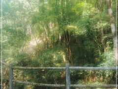 -牛背梁国家森林公园