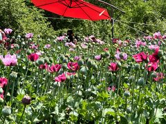 -国家植物园南园