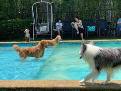 -汪说喵讲宠物乐园宠物酒店(红星美凯龙店)