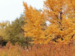 -莲花池公园