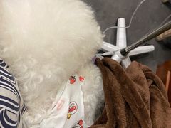 -宠爱国际动物医院· 猫科· 外科·中兽医(长白店)