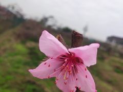 -南汇桃花村
