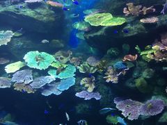 -暹罗海洋世界