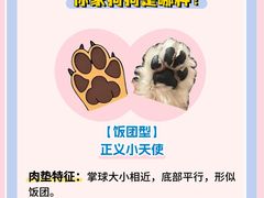 -翊宠yipet猫狗购宠庄园