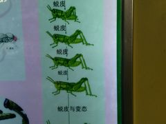 -上海昆虫博物馆