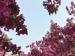 -石家庄市植物园