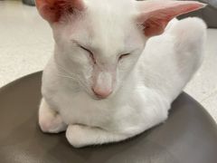 -飞行喵MR PILOT|猫舍·猫咖(静安大融城店)