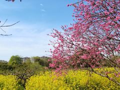 -南汇桃花村