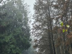 -山王坪喀斯特国家生态公园