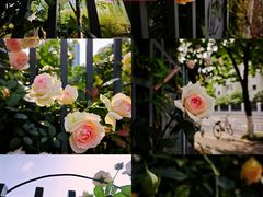 -杭州观成实验学校