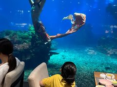 -涛·海底餐厅·美人鱼·自助餐·海底隧道(三亚海棠湾洲际度假酒店)