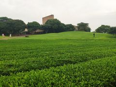 -雪绿茶博物馆