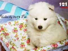 -1013 PET SHOP 宠物商店(近铁城市广场店)
