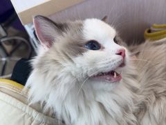 -北京观赏动物医院·24小时大型综合·猫专科·异宠专科