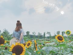 景点-天府芙蓉园