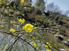 -杭州植物园