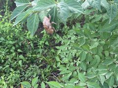 -呀路古热带植物园