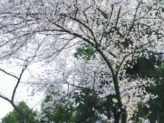 -南京古林公园