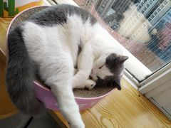 -Heymao猫咖.咖啡厅(东门店)