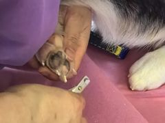 -北京观赏动物医院·24小时大型综合·猫专科·异宠专科