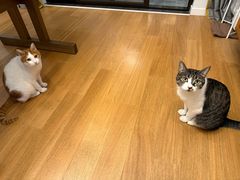 -嘉馨宠物医院·CT影像转诊·心脏科·犬猫全科诊疗中心(下沙大学城院区)
