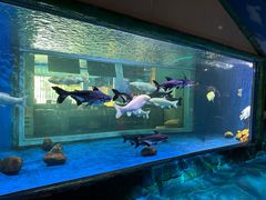 -顺德南宏海立方海洋公园