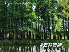 -上海共青森林公园