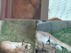 -青藏高原野生动物园