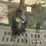 好像80一小时里面还有一个保育园，有刚出生的小狮子