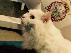 Anne猫窝咖啡屋-Anne猫窝咖啡屋