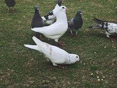 -白鹭洲公园