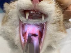 -萌兽医馆·犬猫专科·眼科中心·宠物医院(朝阳门分院)