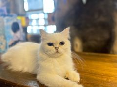 -猫猫幼稚园·撸猫·桌游·电玩