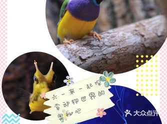 奇幻雨林中的热带动物让你仿佛进入了热带