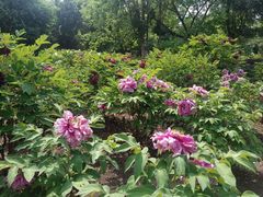 -黑龙江省森林植物园