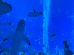 -亚特兰蒂斯•OSSIANO奥西亚诺海底餐厅
