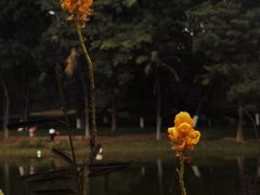 -东莞植物园