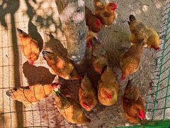 -三亚海棠湾万丽度假酒店