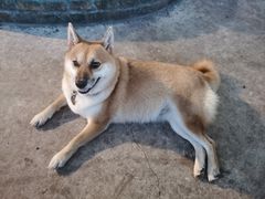 -柴犬高等学院·狗咖·柴犬售卖·宠物训练