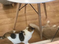 -猫冇咖·家门口的撸猫馆(大融城店)