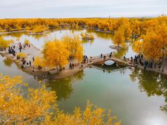 -金塔沙漠胡杨林景区