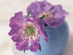 -南汇桃花村