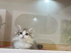 -青奢宠物·青奢猫舍