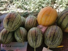 -庞各庄西瓜蔬菜采摘园·锦华瓜园