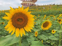 -光明小镇欢乐田园