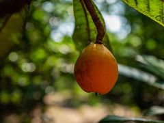 -塘栖枇杷特色园区